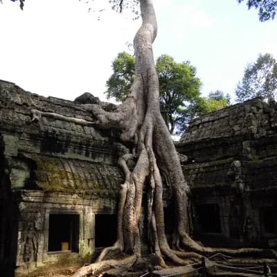 Cambogia